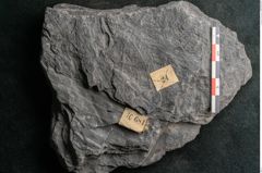 Foto (Detailansicht) von Neuropteris sp.  (NHMW-GEO-2024-0188-10681)